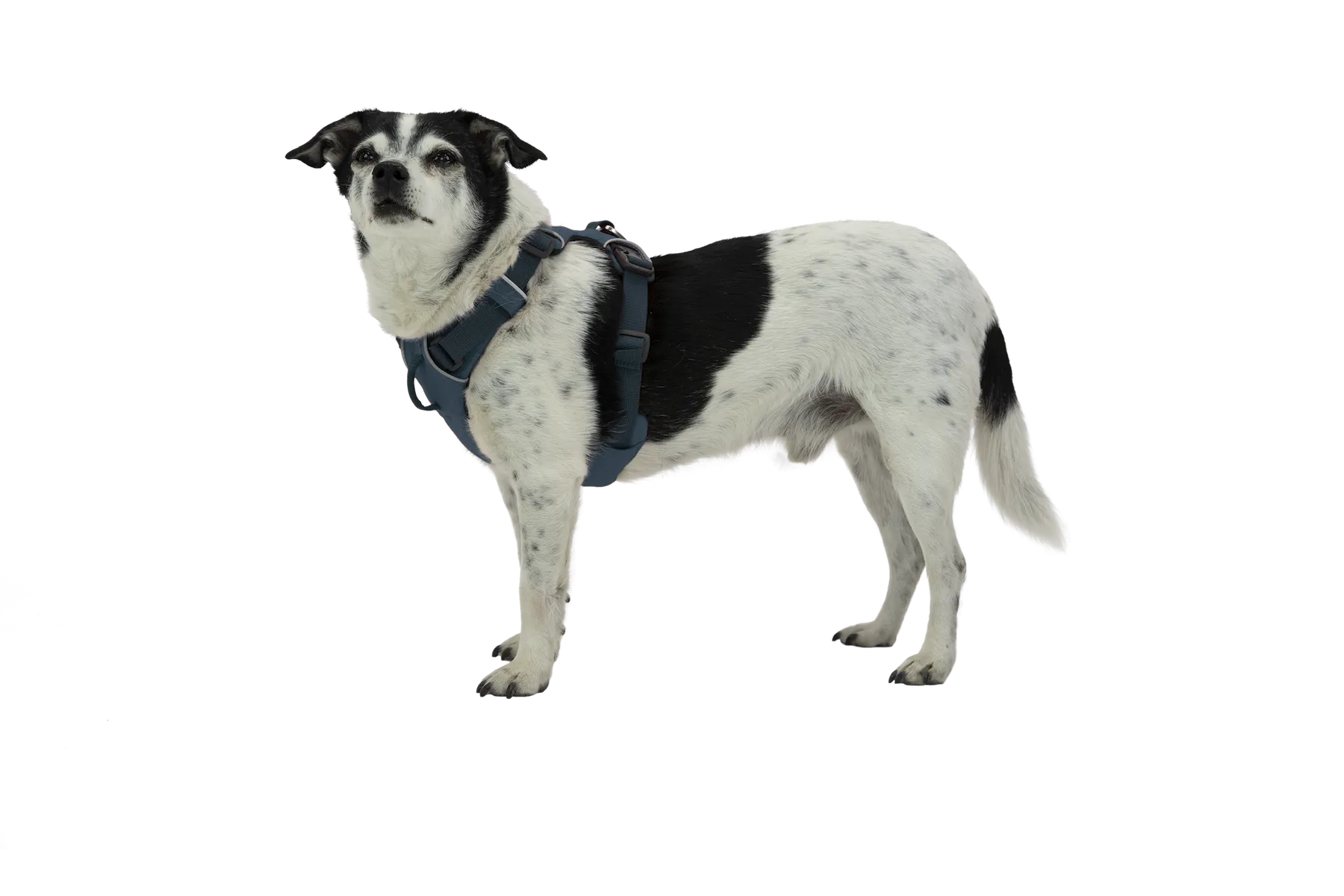 Front Range® Dog Harness